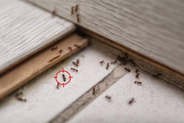 Best Bed Bug Extermination  in Evans, GA
